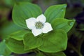 Bunchberry  6355 Royalty Free Stock Photo