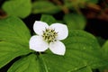 Bunchberry 807248