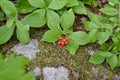 Bunchberry (Cornus canadensis) with red berries along Red Pine Loop Trail at Samuel de Champlain Royalty Free Stock Photo