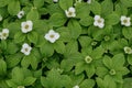 Bunchberry Cornus canadensis, shade loving groundcover Royalty Free Stock Photo