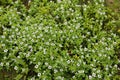 Bunchberry plant in Norway