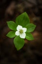 Bunchberry Flower Royalty Free Stock Photo
