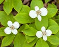 Bunchberry flowers Cornus canadensis blooming Royalty Free Stock Photo