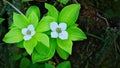 Bunchberry flowers Cornus canadensis or creeping dogwood closeup