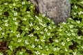 Bunchberry flowers Cornus canadensis at taiga tree Royalty Free Stock Photo