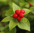 Bunchberry Royalty Free Stock Photo
