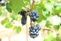 Bunche of grapes on vine Royalty Free Stock Photo