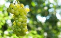 Bunche of green grapes Royalty Free Stock Photo