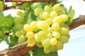 Bunche of green grapes on vine Royalty Free Stock Photo