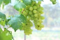 Bunche of green grapes on vine Royalty Free Stock Photo