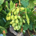 Bunche of White Wine Grapes on Vine Royalty Free Stock Photo
