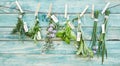 Bunches of assorted fresh green culinary herbs Royalty Free Stock Photo