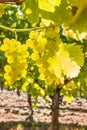 Bunches of backlit pinot gris grapes hanging on vine in vineyard at harvest time with blurred background Royalty Free Stock Photo