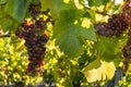 Bunches of backlit Pinot Noir grapes growing in organic vineyard Royalty Free Stock Photo