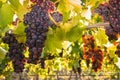 Bunches of backlit pinot noir grapes growing in organic vineyard Royalty Free Stock Photo