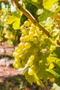 Backlit white riesling grapes hanging on vine in vineyard at harvest time