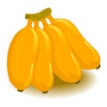 Bunches of Banana Royalty Free Stock Photo