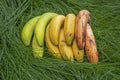 bunches of bananas from green to overripe on a green young lawn. picnic
