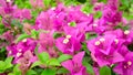 Bunches of beautiful pink Bougianvillea petals and petite white pistils on green leaves background Royalty Free Stock Photo