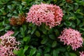 Bunches beautiful pink petite petals Ixora hybrid know as west Indian jasmine or jungle flame, blooming on dark green leaves blur Royalty Free Stock Photo