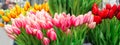 Bunches of beautiful tulip flowers for sale in a flower market. Colorful tulips. Florist service. Woman day Royalty Free Stock Photo