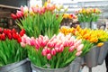 Bunches of beautiful tulip flowers for sale in a flower market. Colorful tulips. Florist service. Woman day Royalty Free Stock Photo