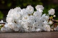 Bunches of beautiful white flowers Royalty Free Stock Photo