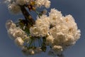 Bunches of beautiful white flowers Royalty Free Stock Photo