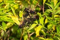 Bunches of black berries on black elderberry branches Royalty Free Stock Photo