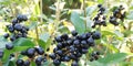 Black berries on bush. Horizontal arrangement.