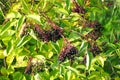 Bunches of black berries on black elderberry branches. Royalty Free Stock Photo