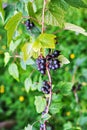 Bunches of black currant Royalty Free Stock Photo