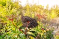 Bunches of black elderberry in the sunlight. Elderberry, black elderberry, European elderberry. Autumn, late summer. Medicinal Royalty Free Stock Photo