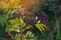 Bunches of black elderberry in the sunlight. Elderberry, black elderberry, European elderberry. Autumn, late summer. Medicinal Royalty Free Stock Photo
