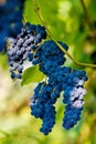 Bunches of black grapes hanging on a vine during the day sun Royalty Free Stock Photo