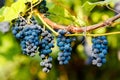 Bunches of black grapes hanging on a vine during the day sun Royalty Free Stock Photo