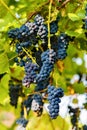 Bunches of black grapes hanging on a vine during the day sun Royalty Free Stock Photo