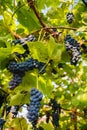 Bunches of black grapes hanging on a vine during the day sun Royalty Free Stock Photo