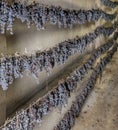 Bunches of black grapes are hung in long rows to wither, for the production of the famous vin santo, Tuscany, Italy Royalty Free Stock Photo