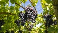Bunches of black grapes in the Italian vineyards Royalty Free Stock Photo