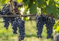 Bunches of black grapes in the Italian vineyards