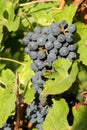 Bunches of black grapes