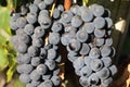 Bunches of black grapes