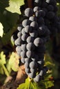 Bunches of black grapes