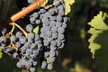 Bunches of black grapes