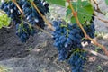 Blue grape bunches on grapevine on vineyard in sunny morning