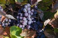Bunches of blue grapes among the autumn leaves of grapevine Royalty Free Stock Photo