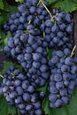 Bunches of blue grapes on a background of green leaves Royalty Free Stock Photo
