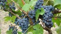 Bunches of blue grapes. Royalty Free Stock Photo