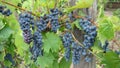 Bunches of blue grapes. Royalty Free Stock Photo